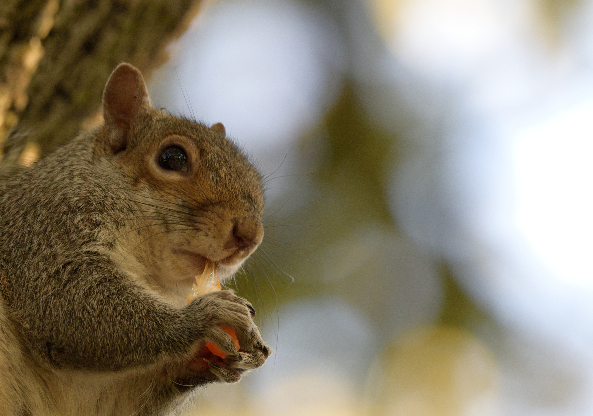 Nikon D3300 + Sigma 150-600mm F5-6.3 DG OS HSM | C sample photo. Hungry squirrel photography