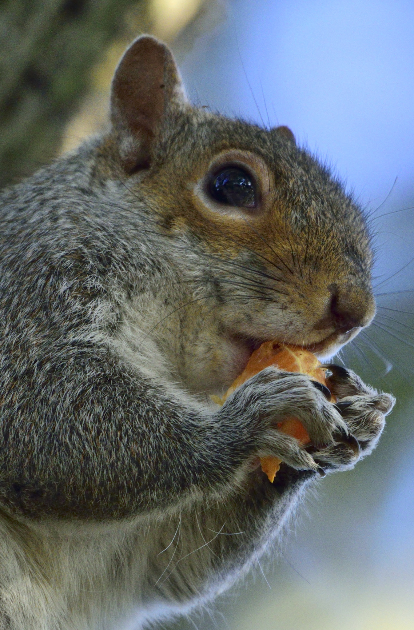 Sigma 150-600mm F5-6.3 DG OS HSM | C sample photo. Snacking squirrel photography