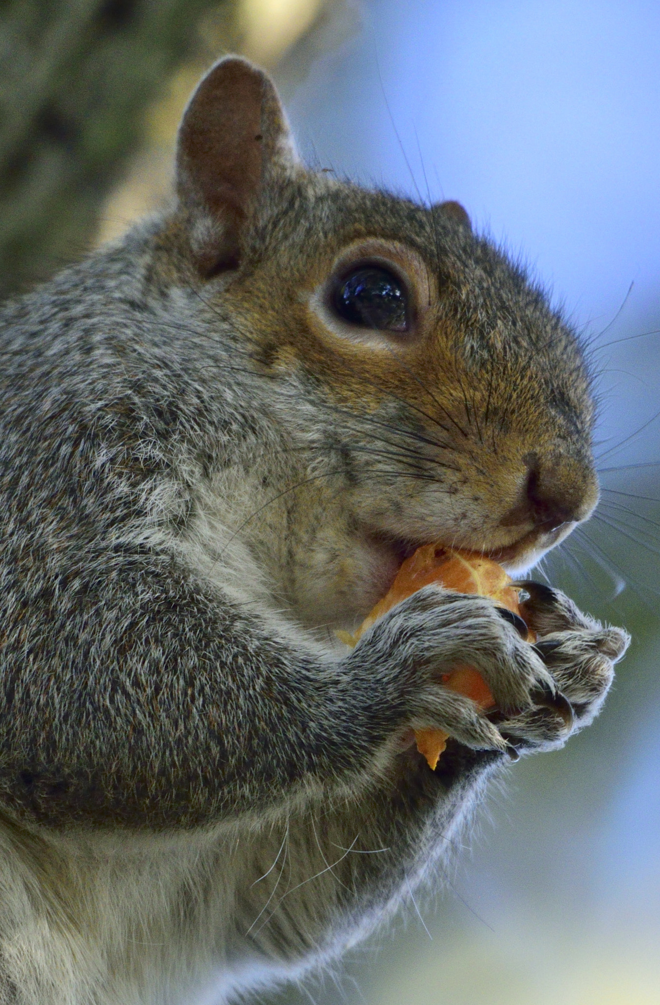 Nikon D3300 + Sigma 150-600mm F5-6.3 DG OS HSM | C sample photo. Snacking squirrel photography