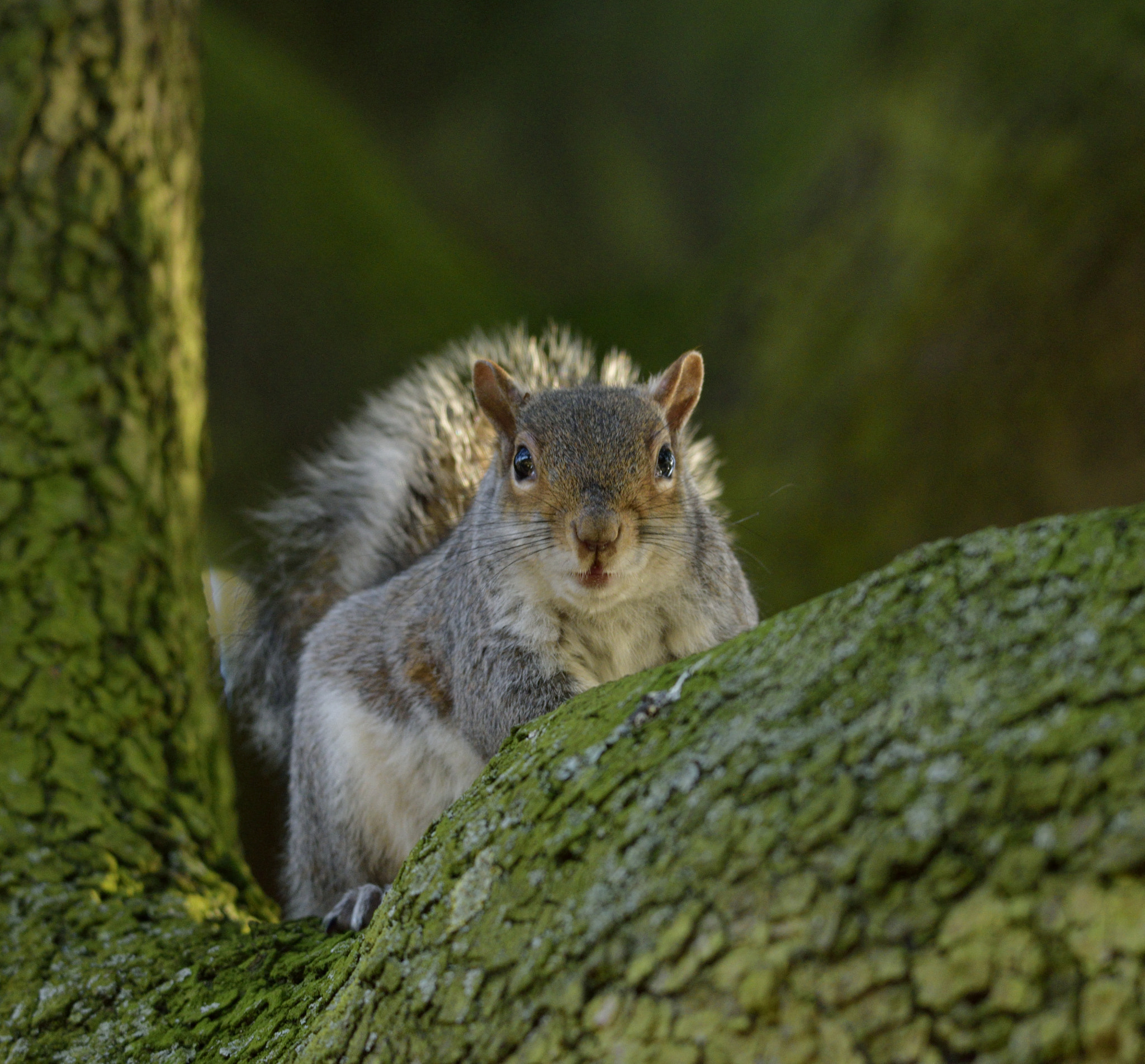 Nikon D3300 + Sigma 150-600mm F5-6.3 DG OS HSM | C sample photo. Spotted photography