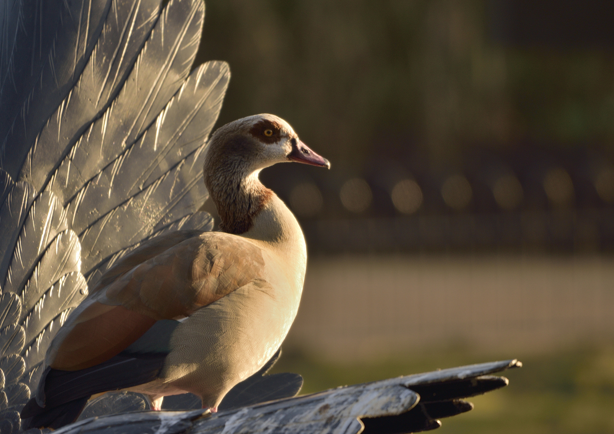 Nikon D3300 sample photo. Bird on a wing photography