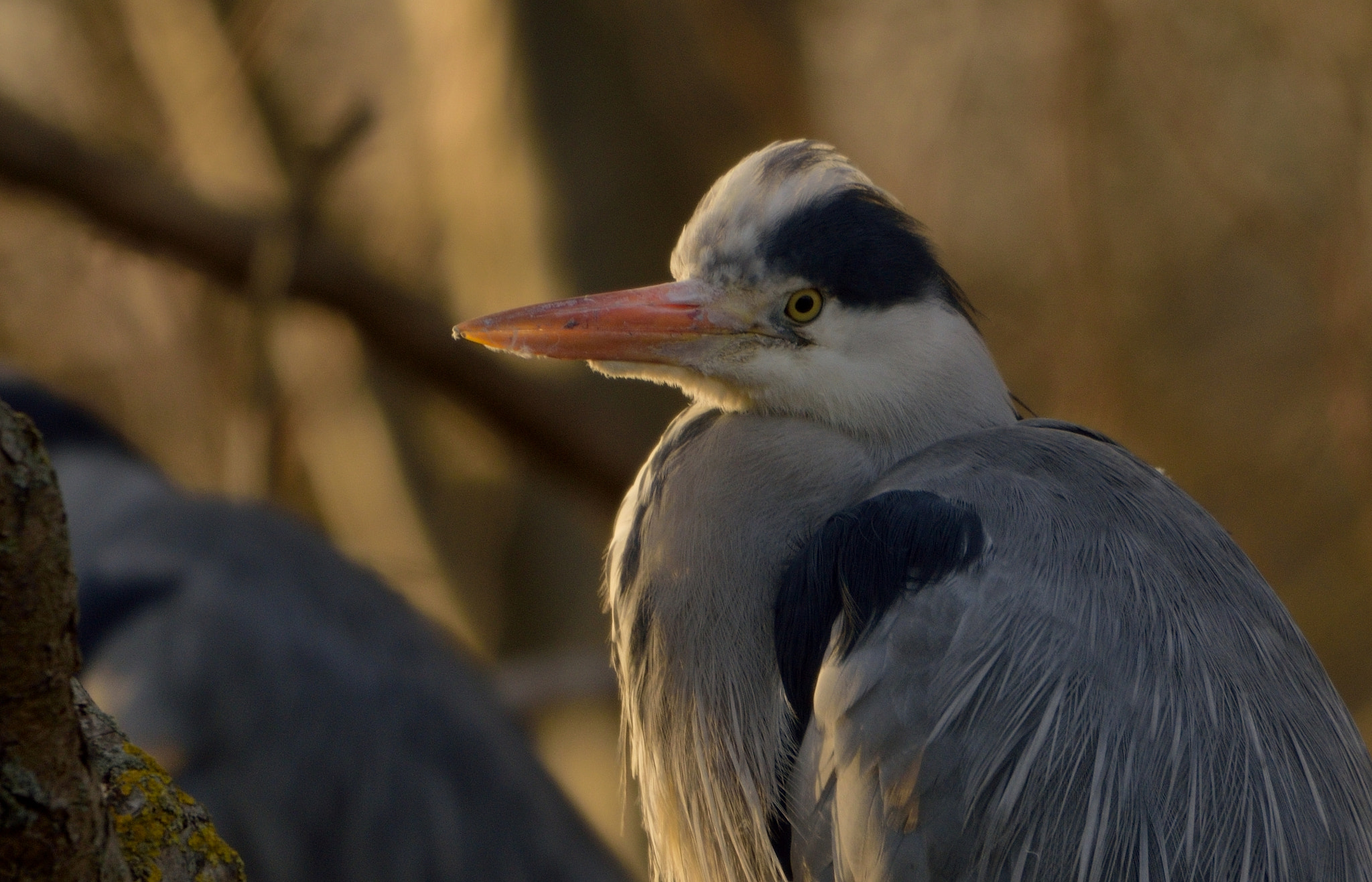 Nikon D3300 + Sigma 150-600mm F5-6.3 DG OS HSM | C sample photo. Heron photography