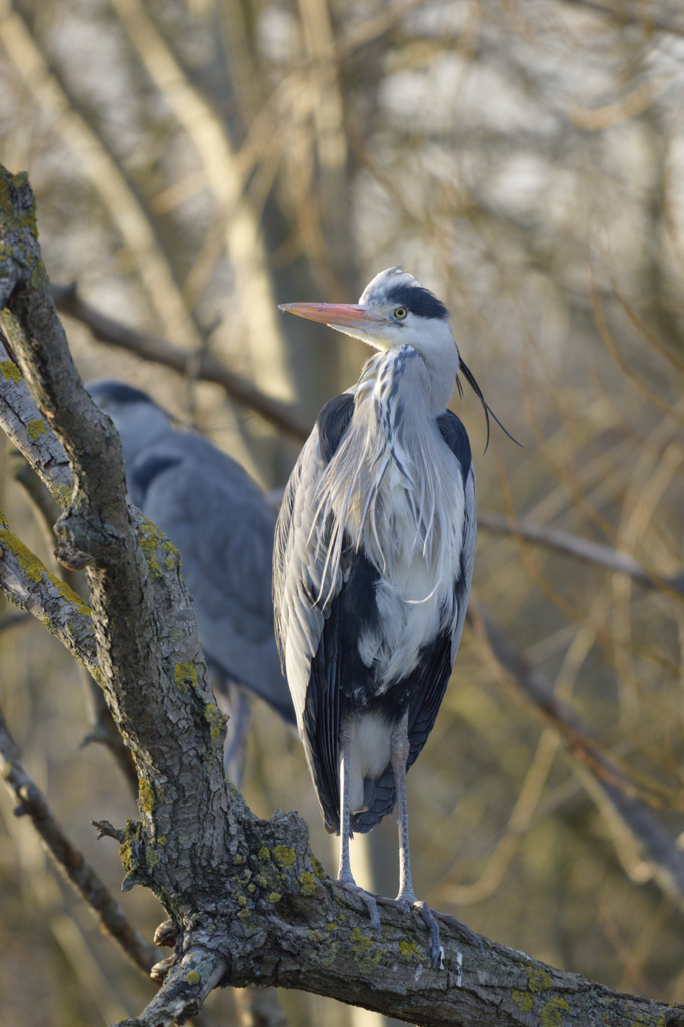 Nikon D3300 sample photo. Herons photography