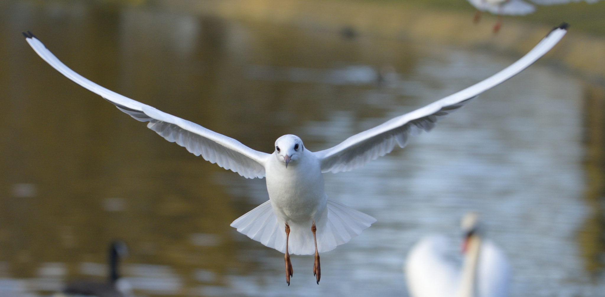 Sigma 150-600mm F5-6.3 DG OS HSM | C sample photo. Spread wings photography