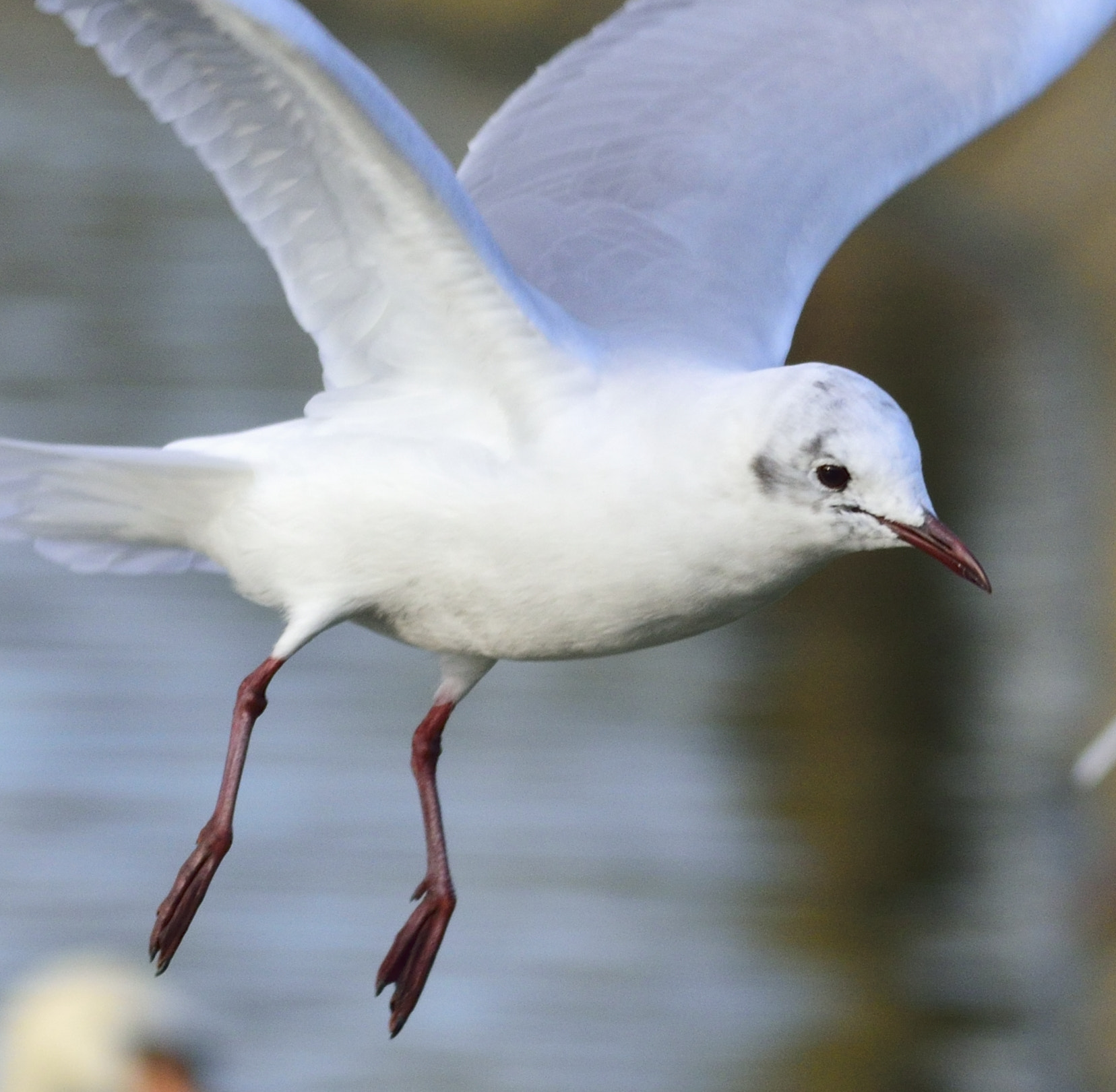 Nikon D3300 sample photo. Mid flight photography