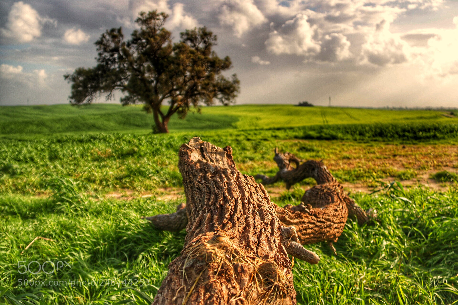 Canon EOS 750D (EOS Rebel T6i / EOS Kiss X8i) sample photo. Lonely tree photography