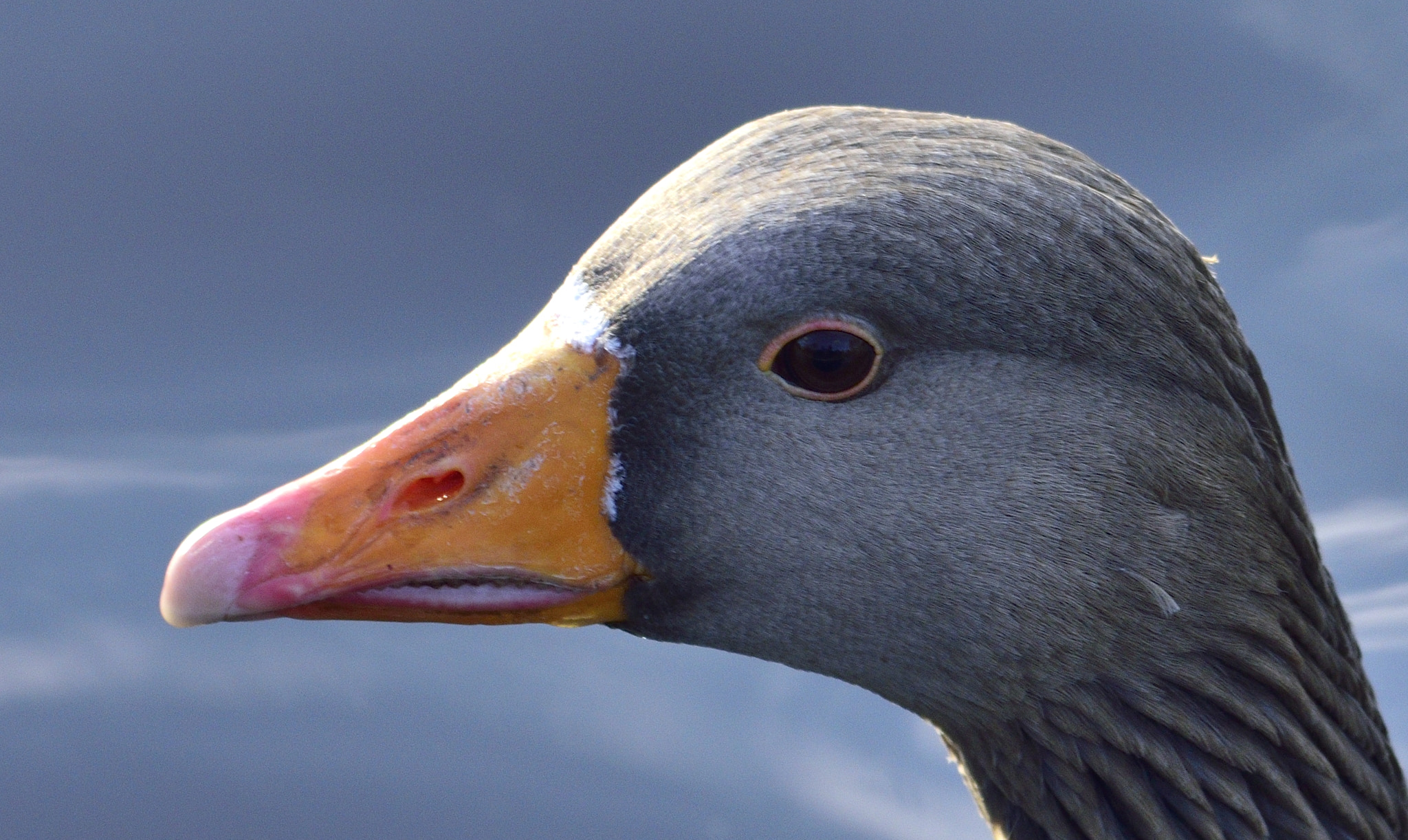 Sigma 150-600mm F5-6.3 DG OS HSM | C sample photo. Duck head photography