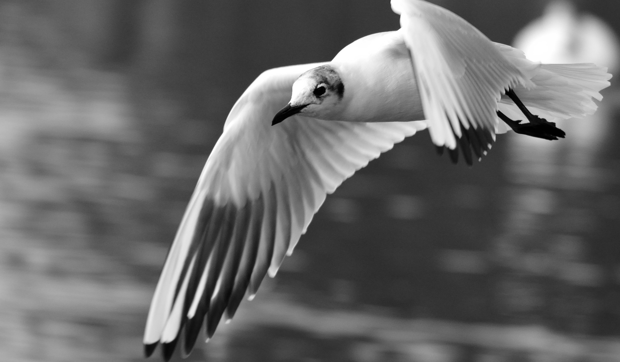 Sigma 150-600mm F5-6.3 DG OS HSM | C sample photo. Mid flight photography