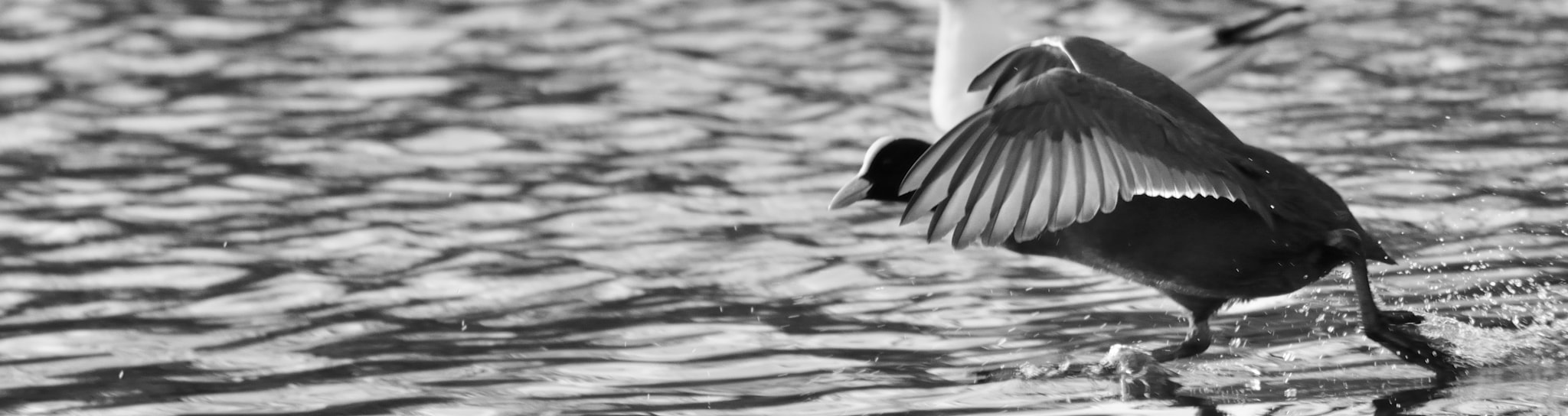 Sigma 150-600mm F5-6.3 DG OS HSM | C sample photo. Running on water photography