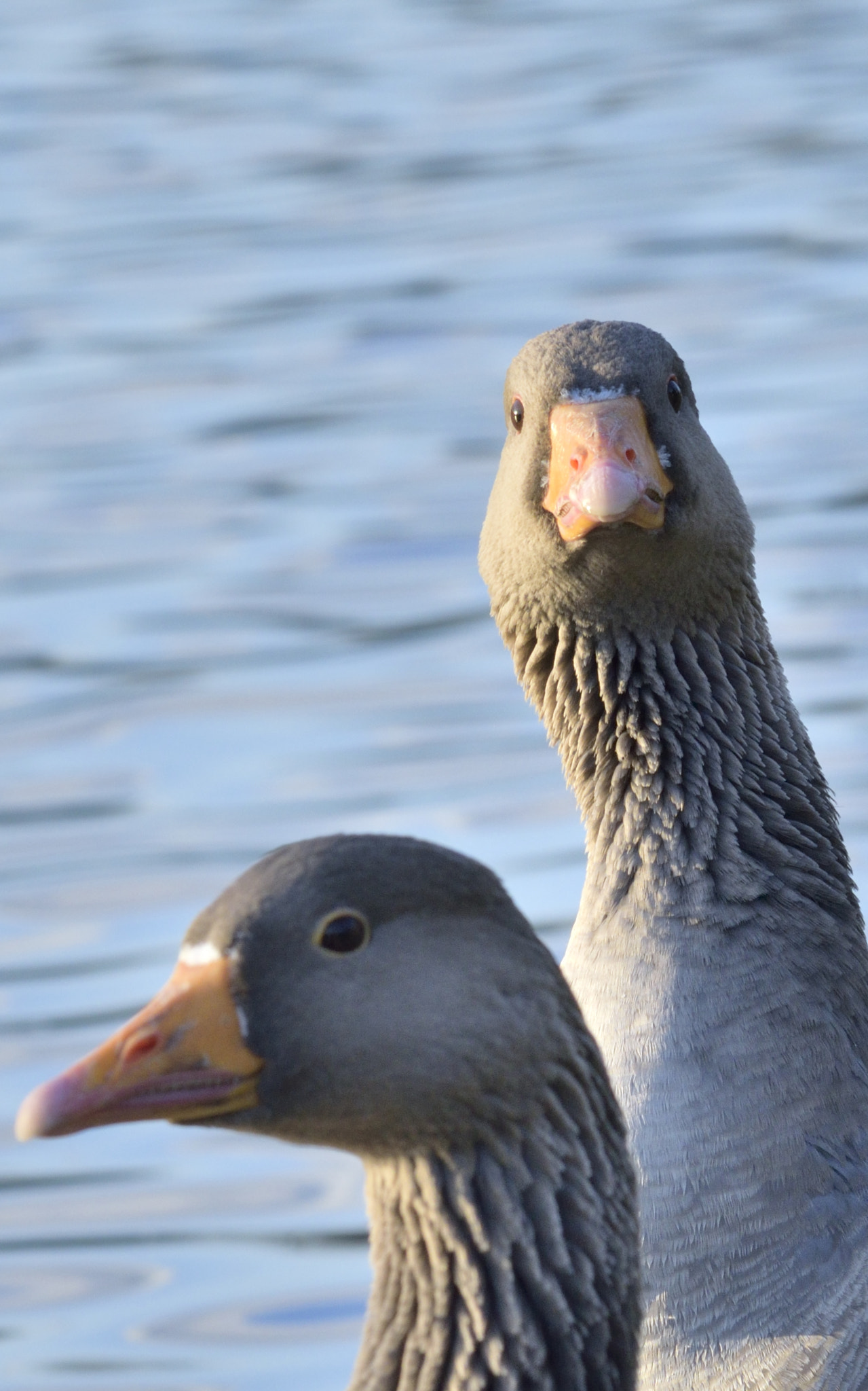 Sigma 150-600mm F5-6.3 DG OS HSM | C sample photo. Noticed photography