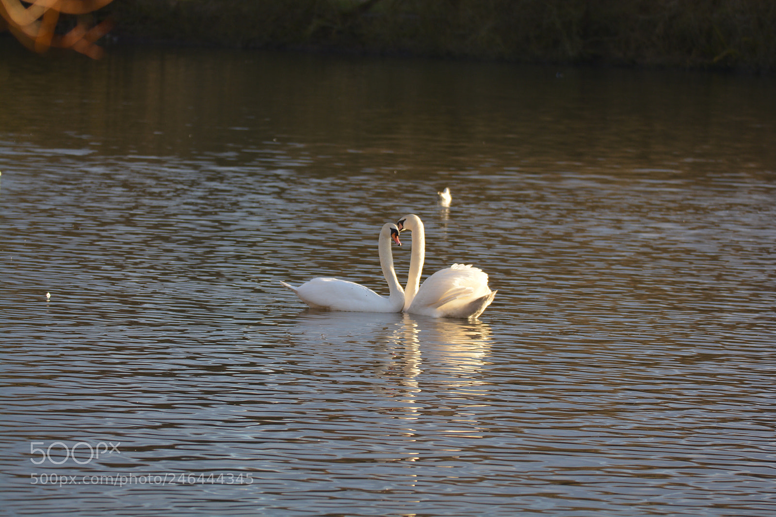Nikon D7100 sample photo. Untitled photography