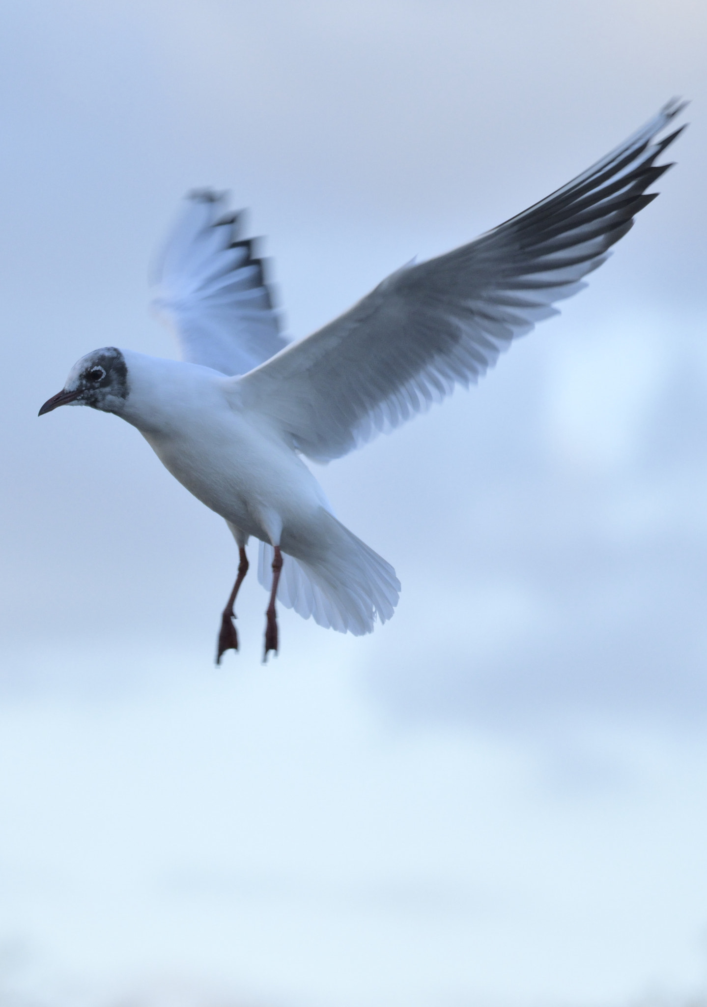 Sigma 150-600mm F5-6.3 DG OS HSM | C sample photo. Hovering photography