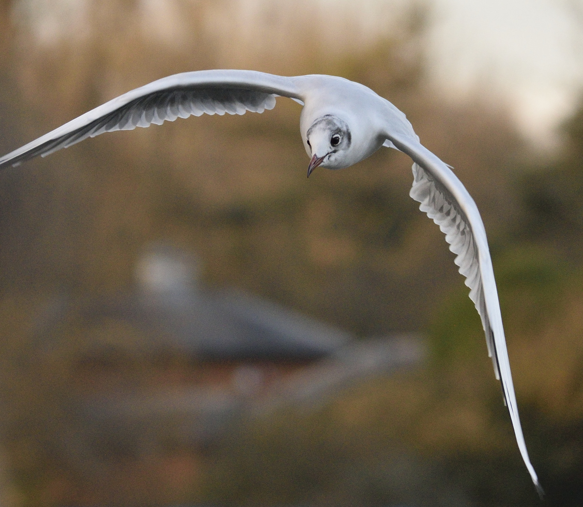 Sigma 150-600mm F5-6.3 DG OS HSM | C sample photo. Landing photography
