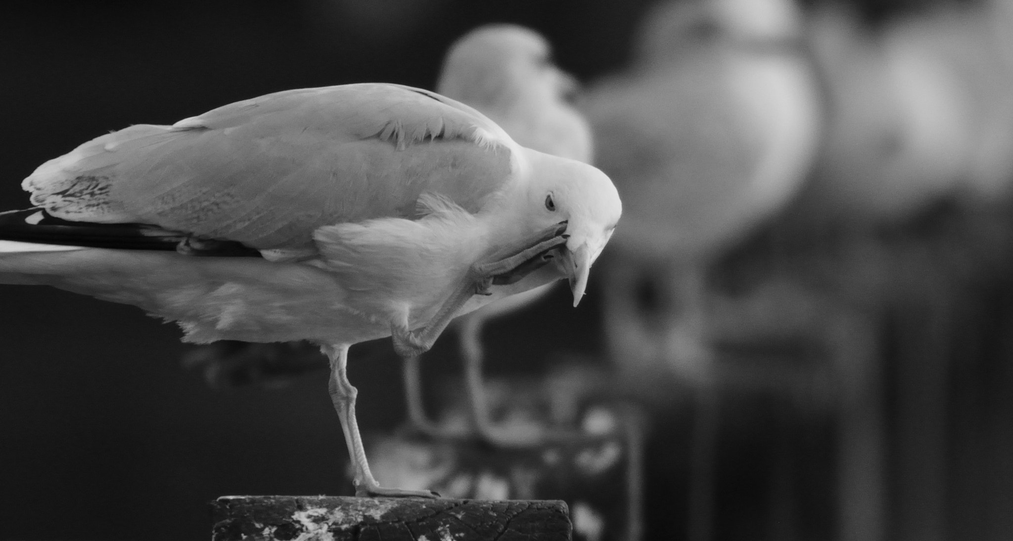 Sigma 150-600mm F5-6.3 DG OS HSM | C sample photo. Scratching seagull photography