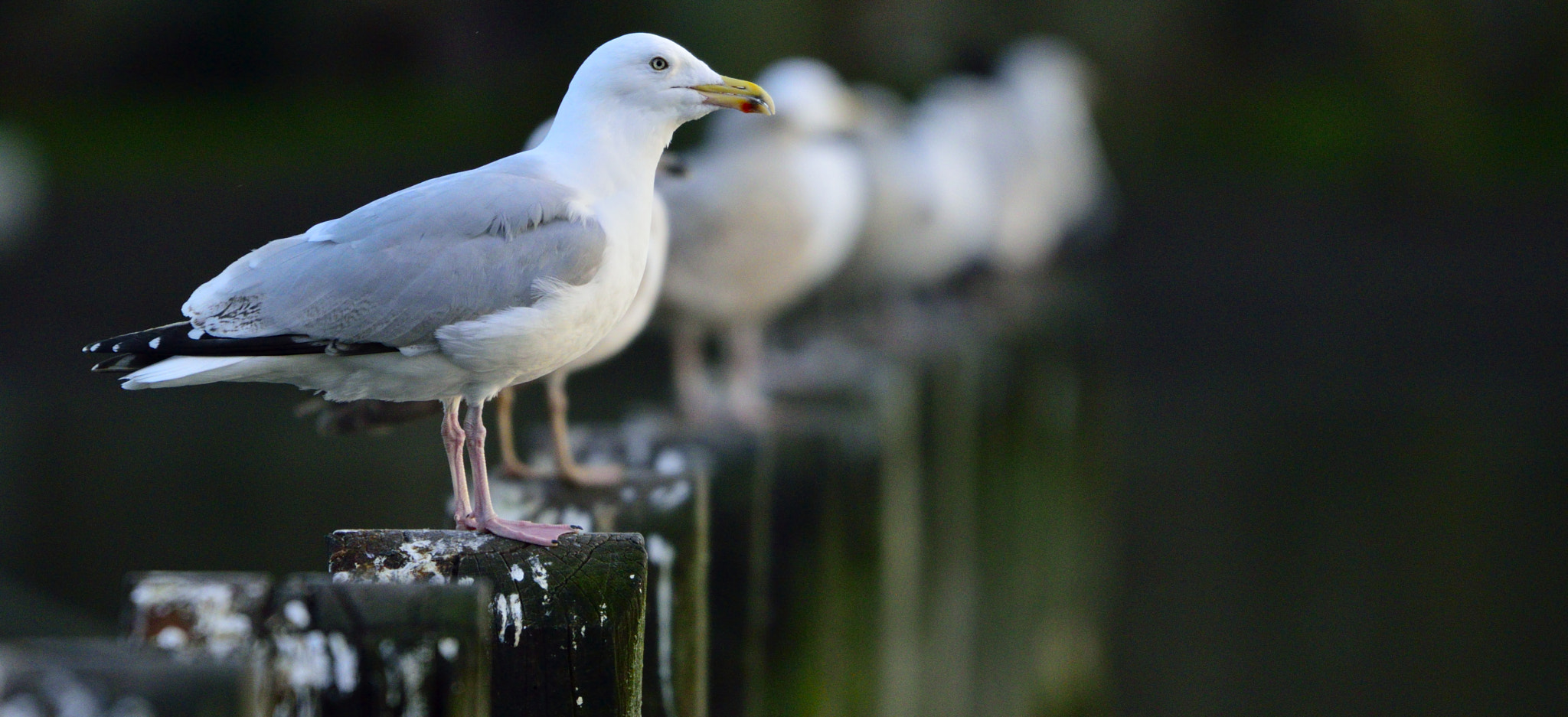 Sigma 150-600mm F5-6.3 DG OS HSM | C sample photo. Birds in a line photography