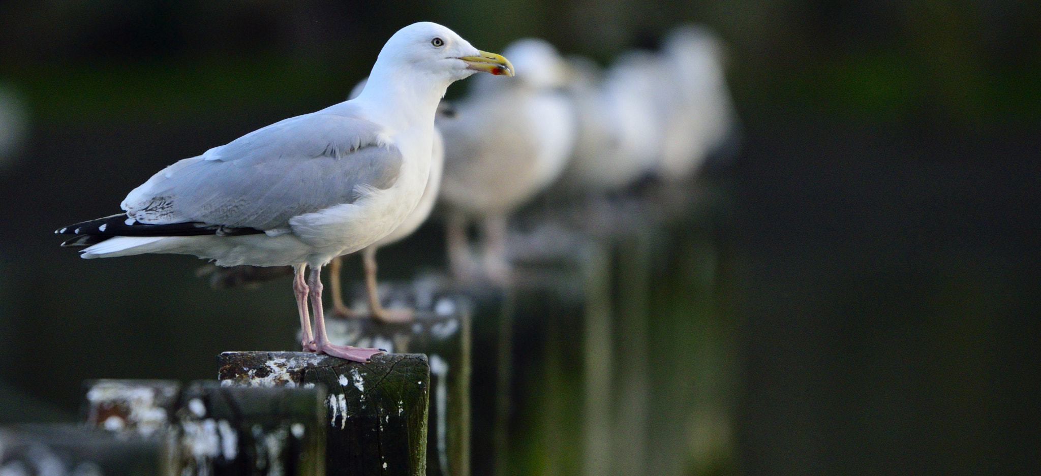 Nikon D3300 sample photo. Birds in a line photography