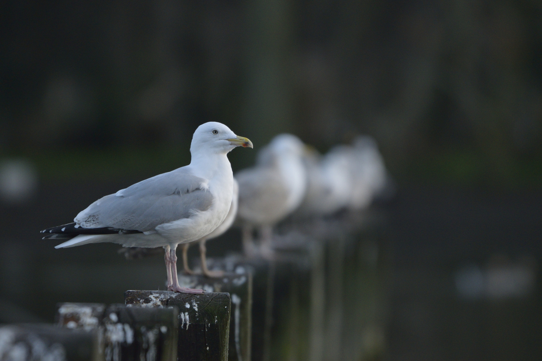 Nikon D3300 + Sigma 150-600mm F5-6.3 DG OS HSM | C sample photo. Birds in a line photography