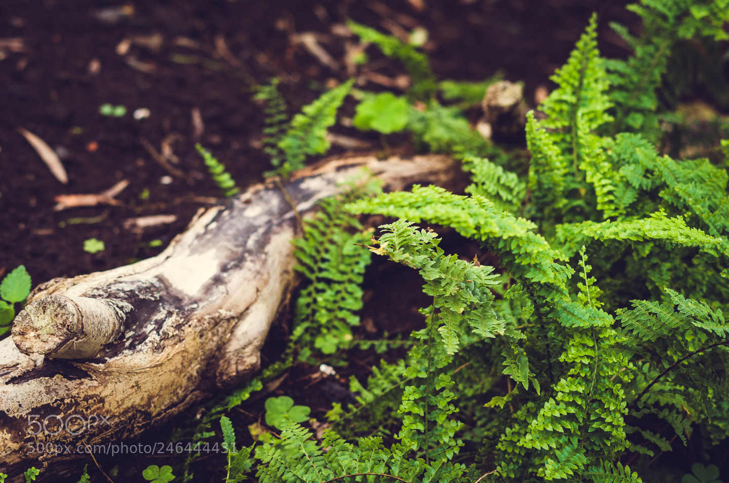 Pentax K-50 sample photo. In donetsk botanical garden photography