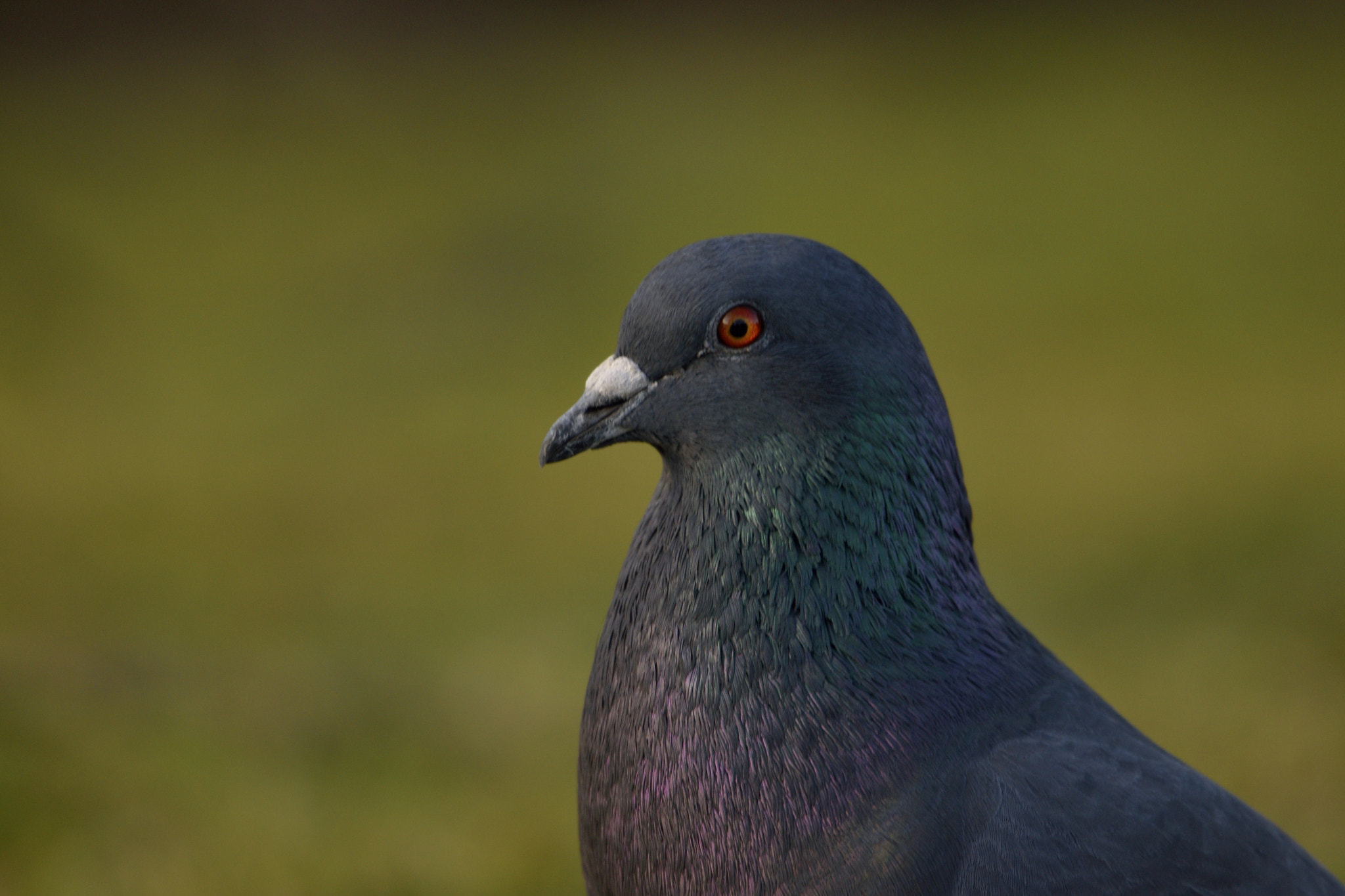 Nikon D3300 sample photo. Pigeon photography