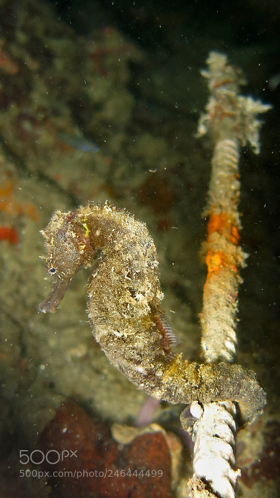 Canon PowerShot G15 sample photo. Seahorse photography