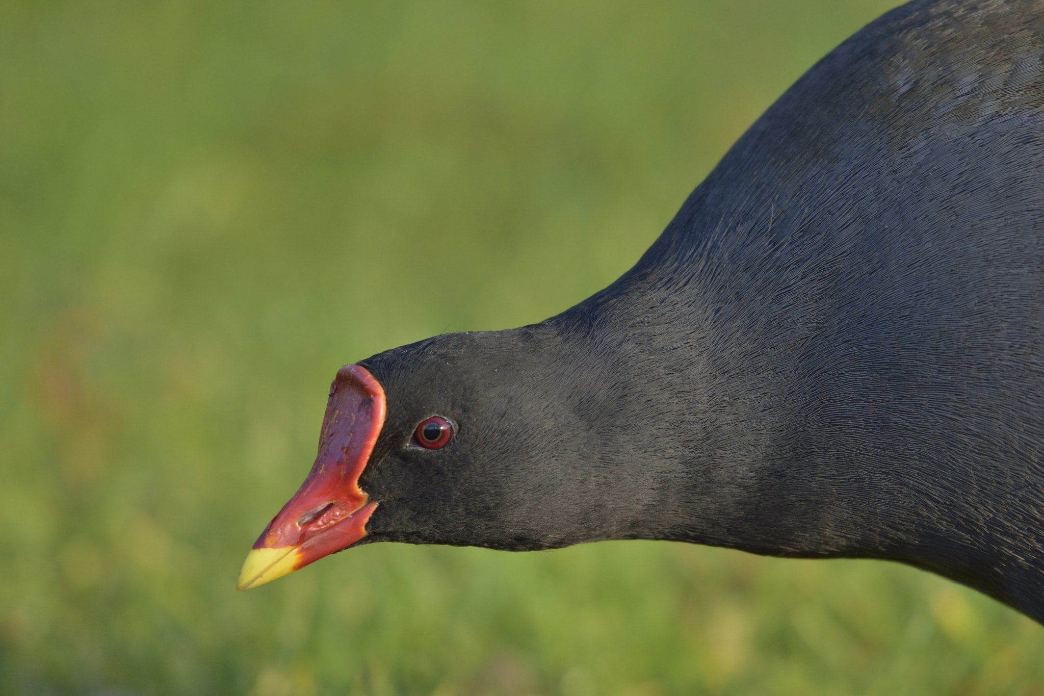 Nikon D3300 + Sigma 150-600mm F5-6.3 DG OS HSM | C sample photo. Gallinule photography