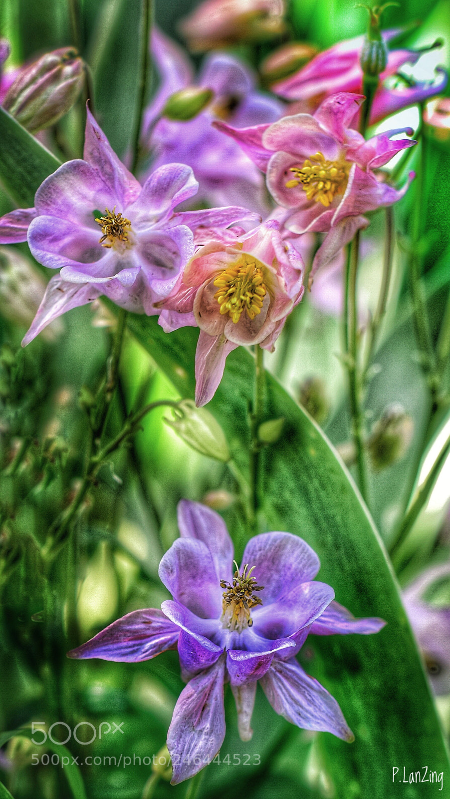 Nikon D810 sample photo. Blooms, giverny photography