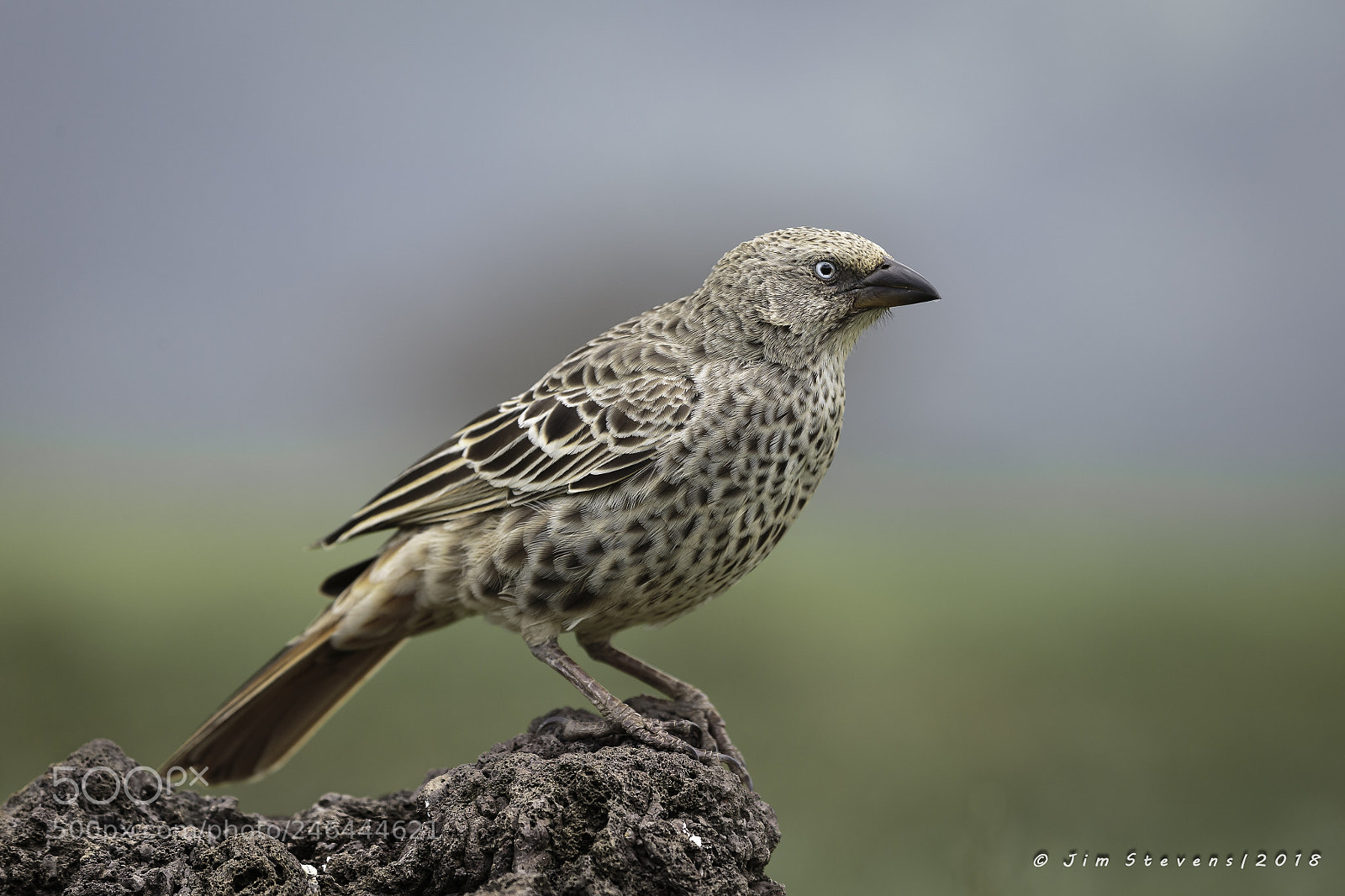 Canon EOS-1D X sample photo. Rufous-tailed weaver photography
