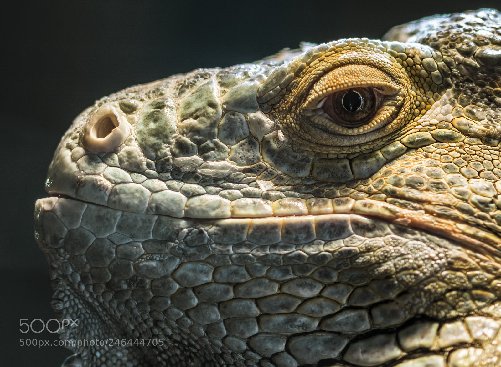 Nikon D7100 sample photo. Iguana photography