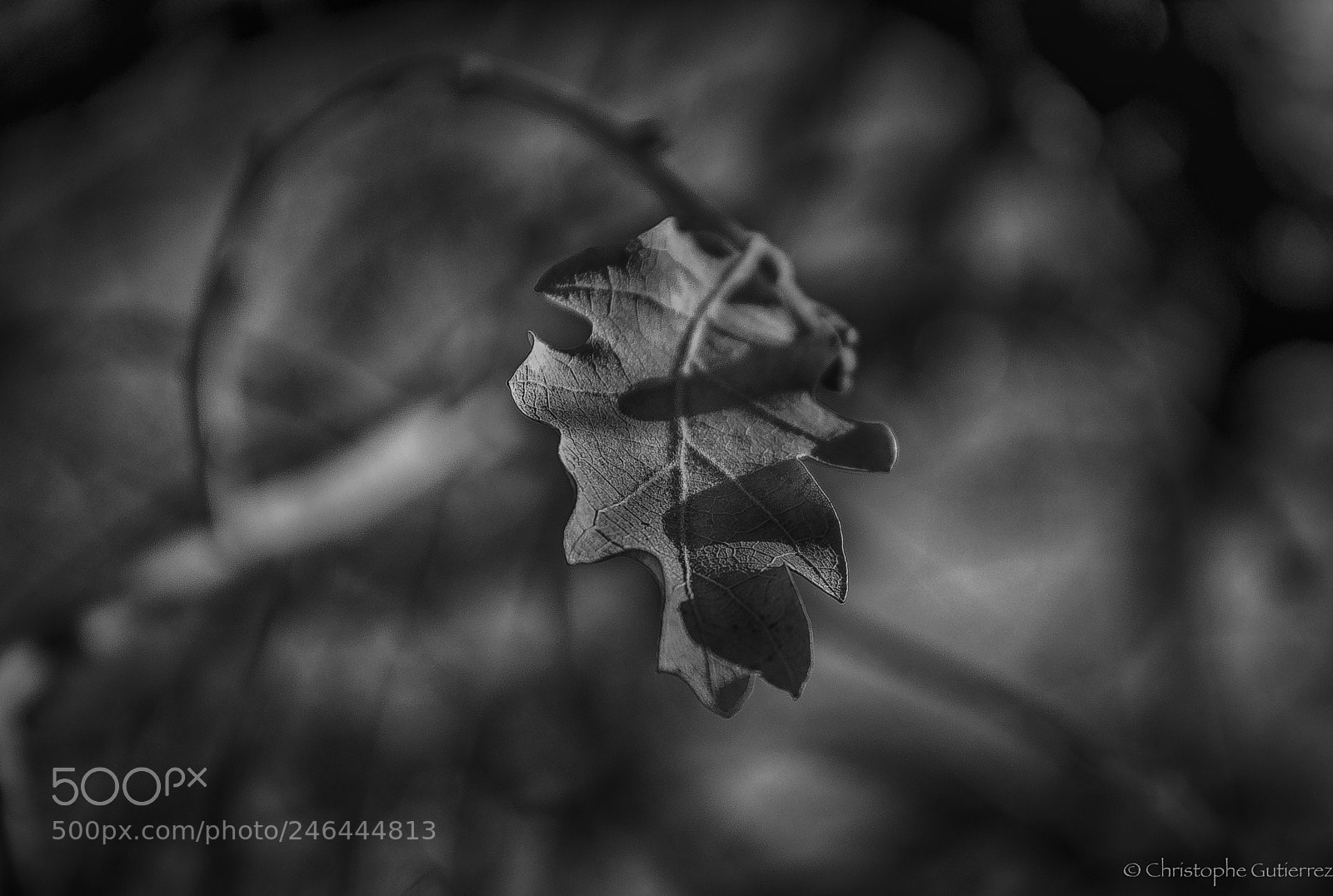 Nikon D300 sample photo. Hdr b w winter photography