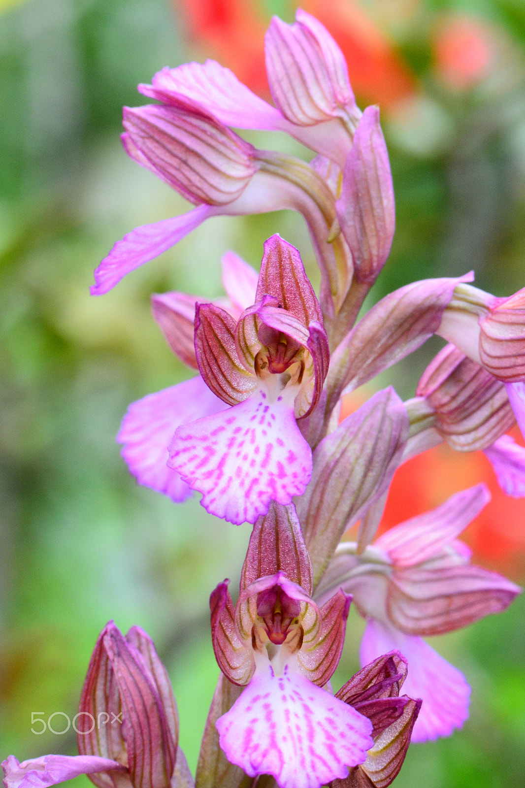 Nikon AF-S Micro-Nikkor 105mm F2.8G IF-ED VR sample photo