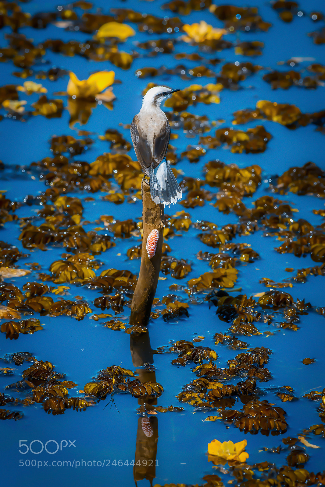 Nikon D500 sample photo. (colonia colonus) photography