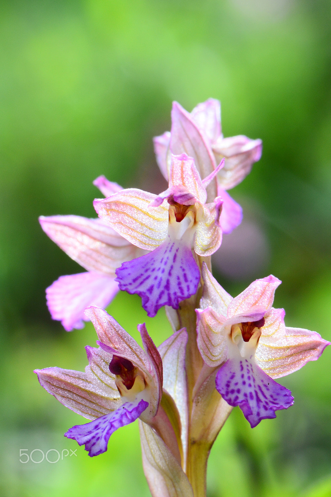 Nikon AF-S Micro-Nikkor 105mm F2.8G IF-ED VR sample photo
