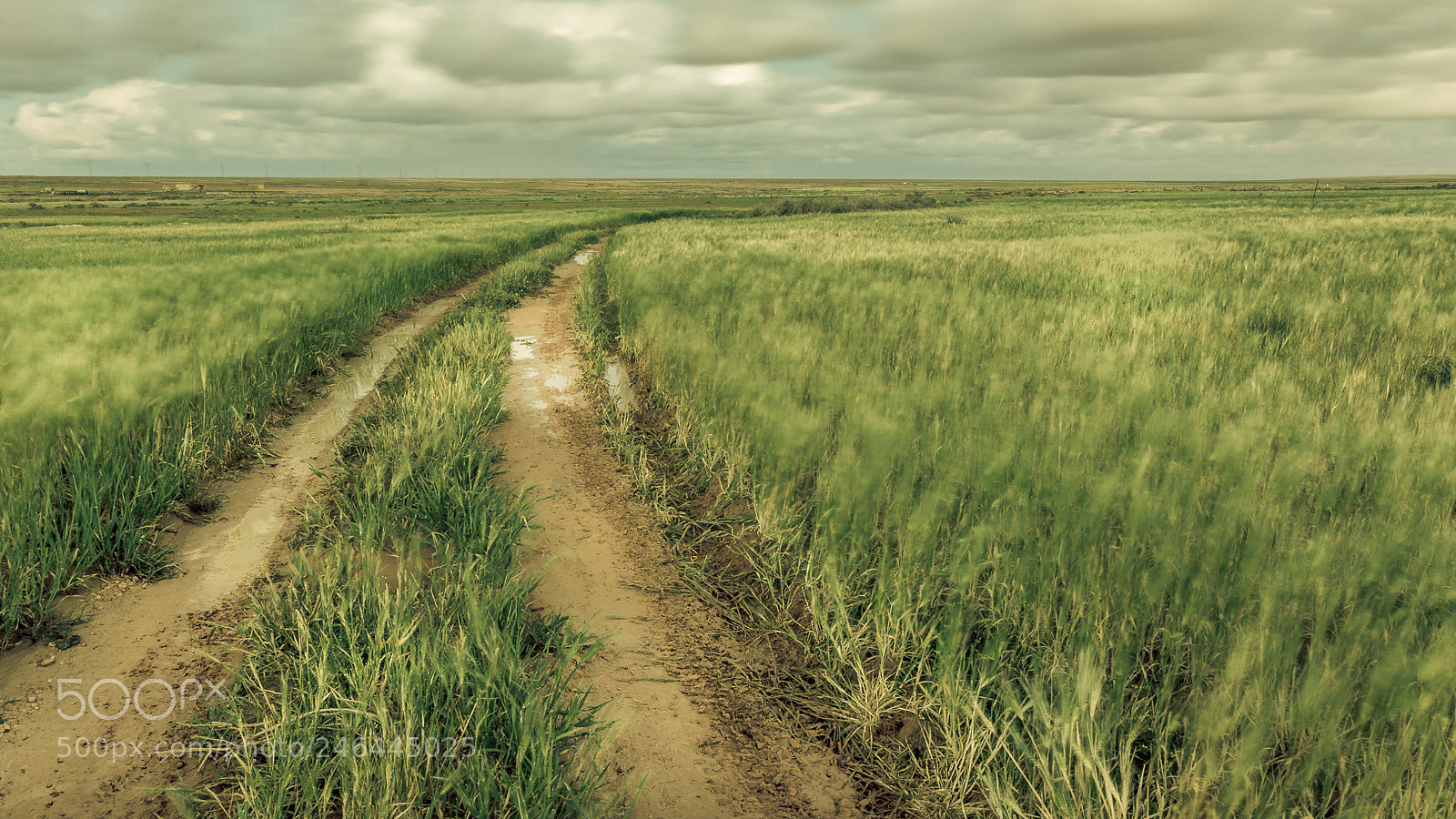 Canon EOS 60D sample photo. Road in field photography