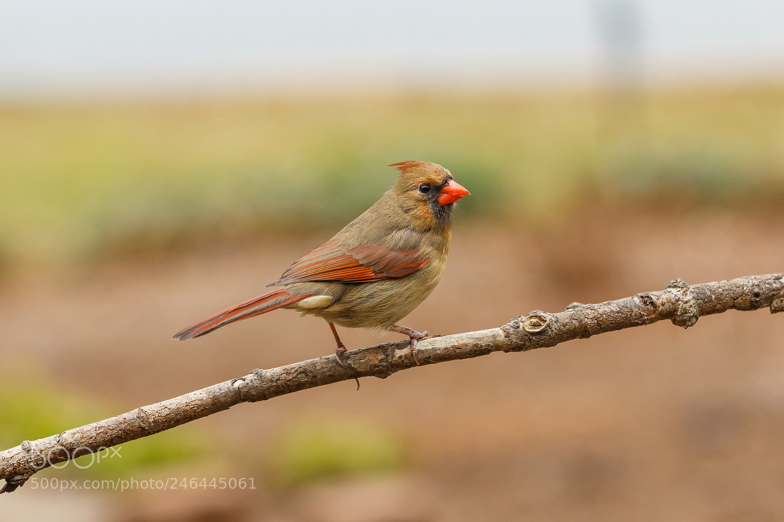 Canon EOS 60D sample photo. Female northern cardinal photography