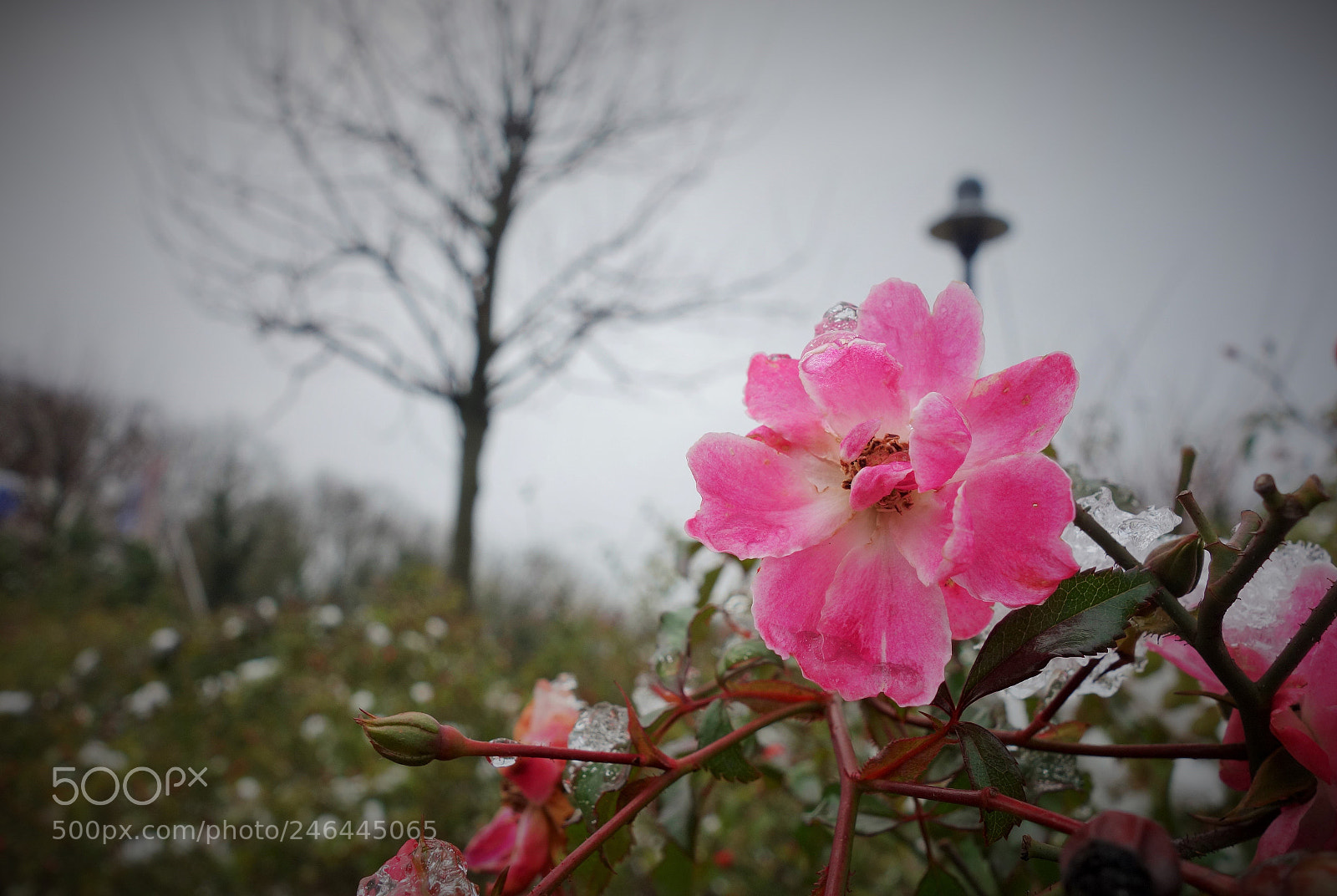 Sony Cyber-shot DSC-RX100 sample photo. Crystal flower photography