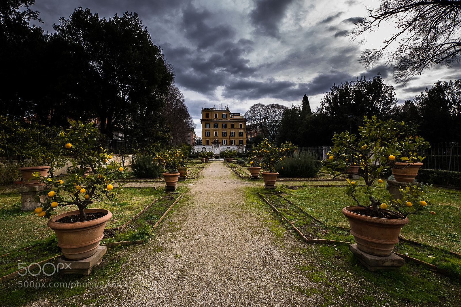 Panasonic Lumix DMC-GX85 (Lumix DMC-GX80 / Lumix DMC-GX7 Mark II) sample photo. Lemon trees photography