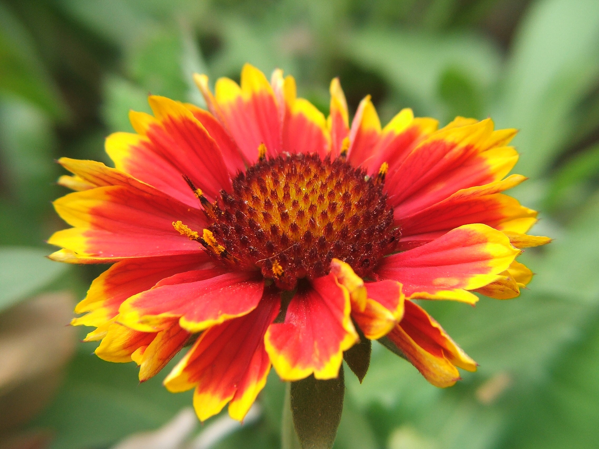 Fujifilm FinePix S5100 sample photo. Firecracker photography