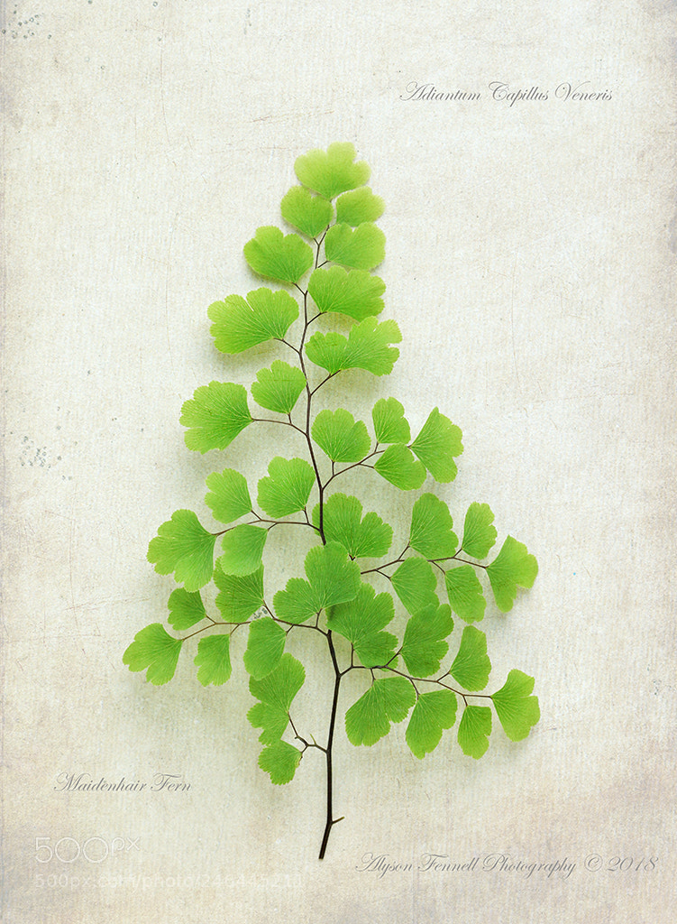 Canon EOS 7D Mark II sample photo. Little fern photography