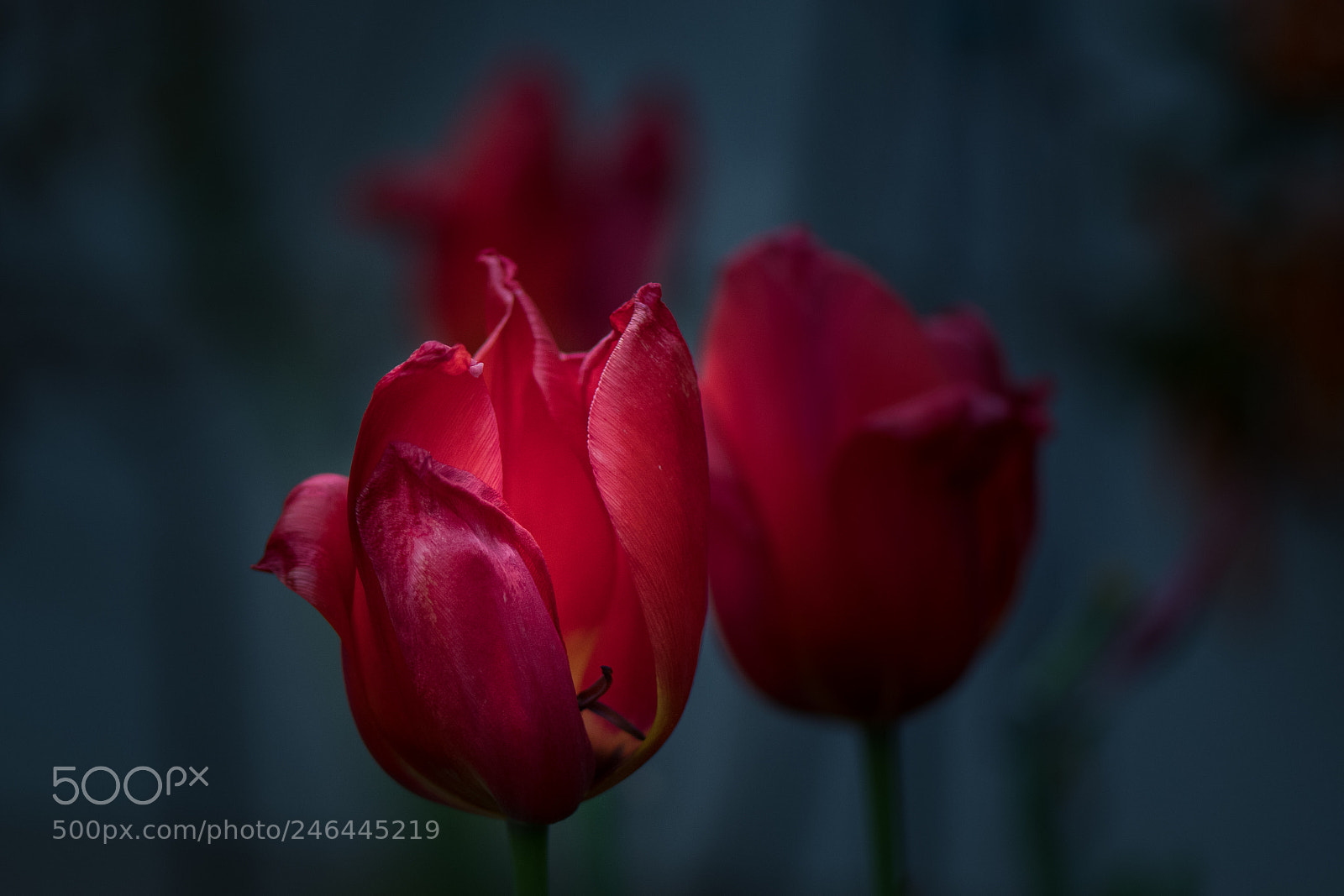 Nikon D500 sample photo. Red tulip photography