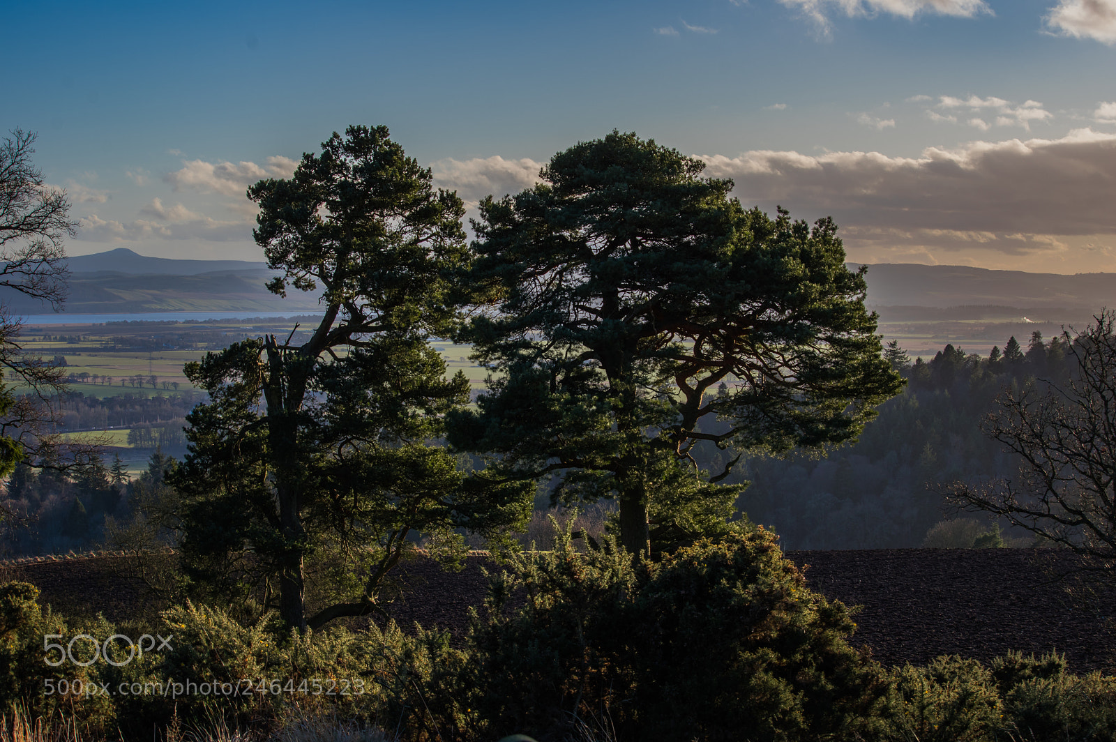 Pentax K-3 sample photo. Efforts trees x photography