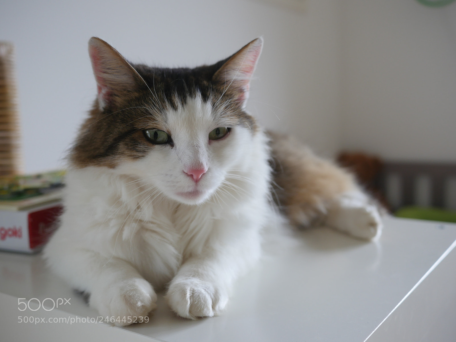 Panasonic Lumix DMC-GH4 sample photo. Fluffy cat sitting on photography