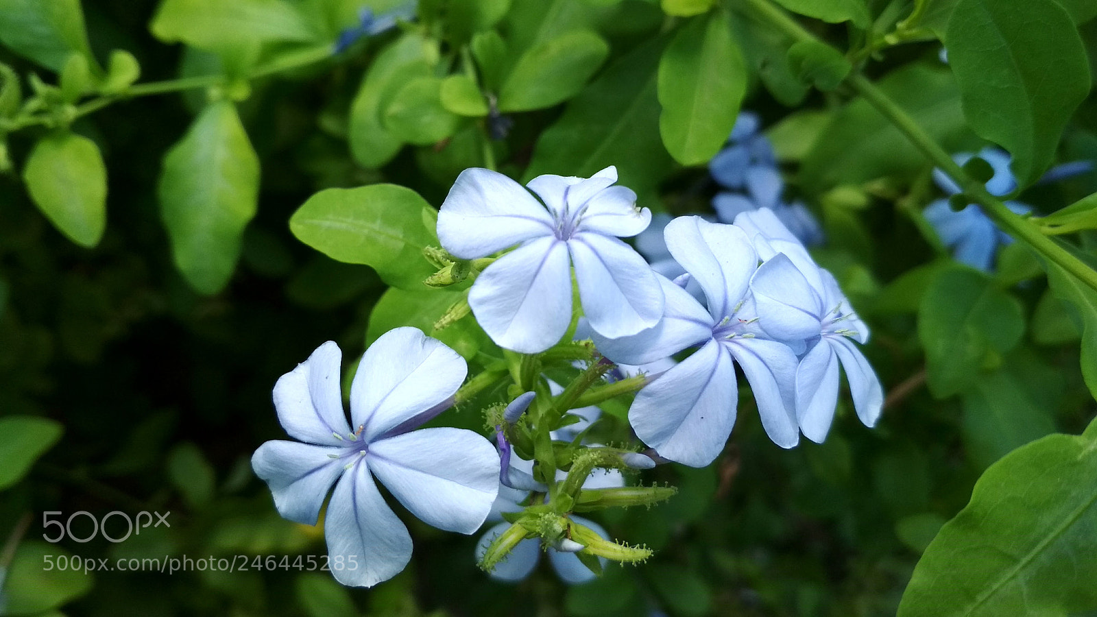 Xiaomi Redmi 4X sample photo. Flower 2018-1 photography
