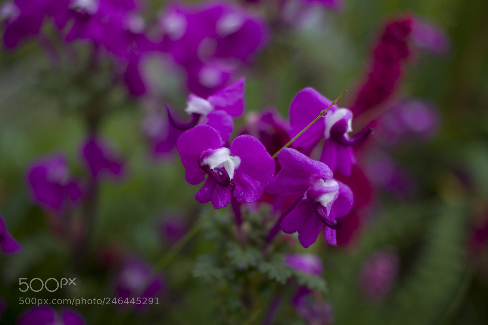 Canon EOS 600D (Rebel EOS T3i / EOS Kiss X5) sample photo. Beautiful himalayan flowers photography