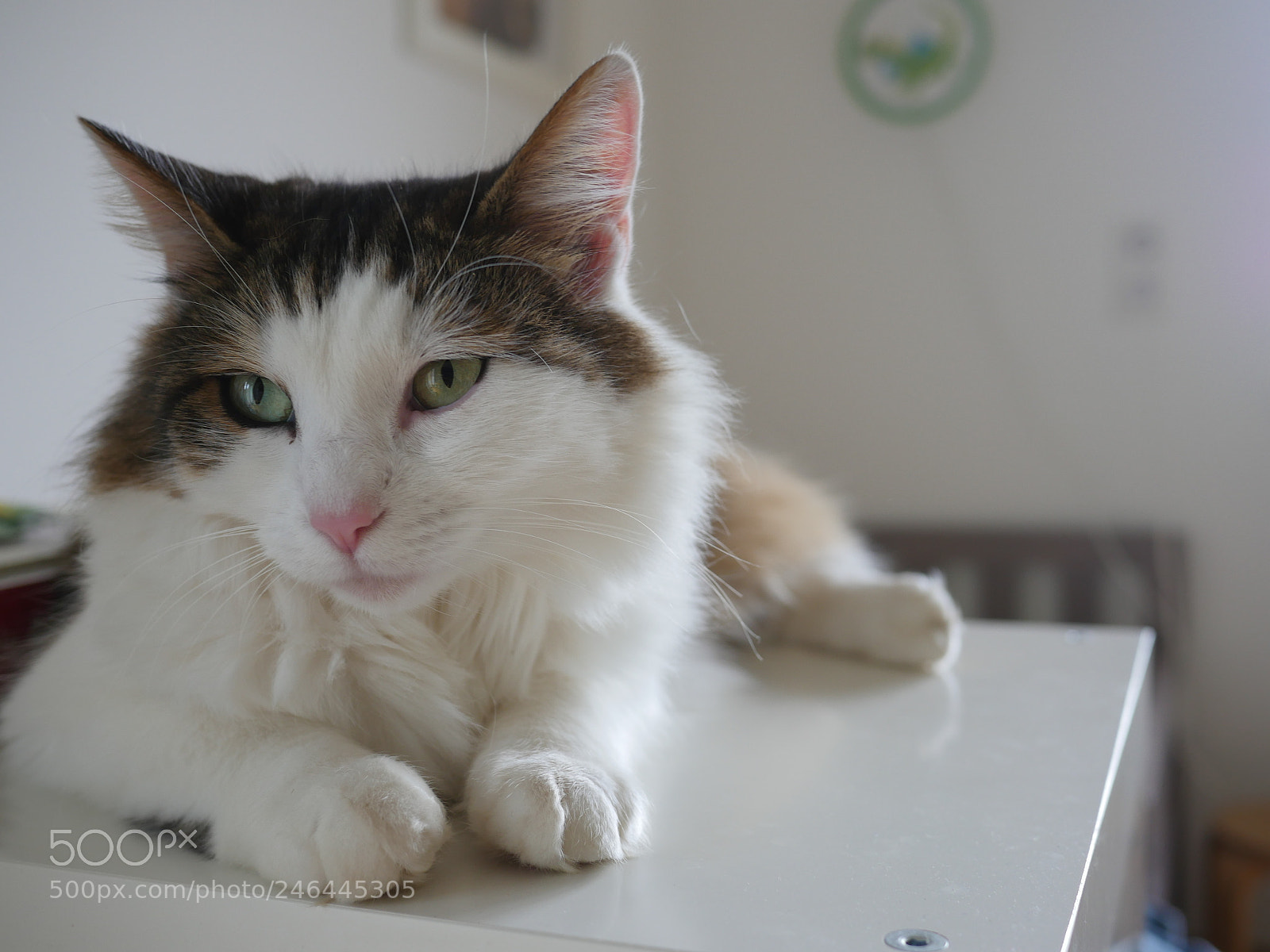 Panasonic Lumix DMC-GH4 sample photo. Fluffy cat sitting on photography