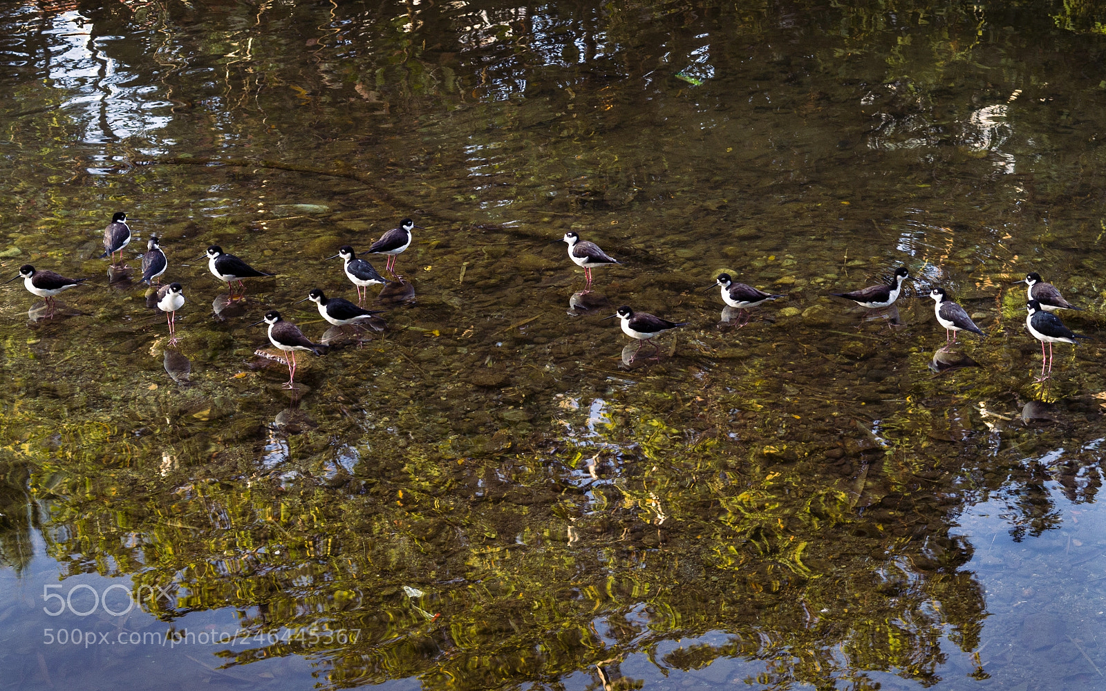 Pentax K-50 sample photo. Strange little birds photography