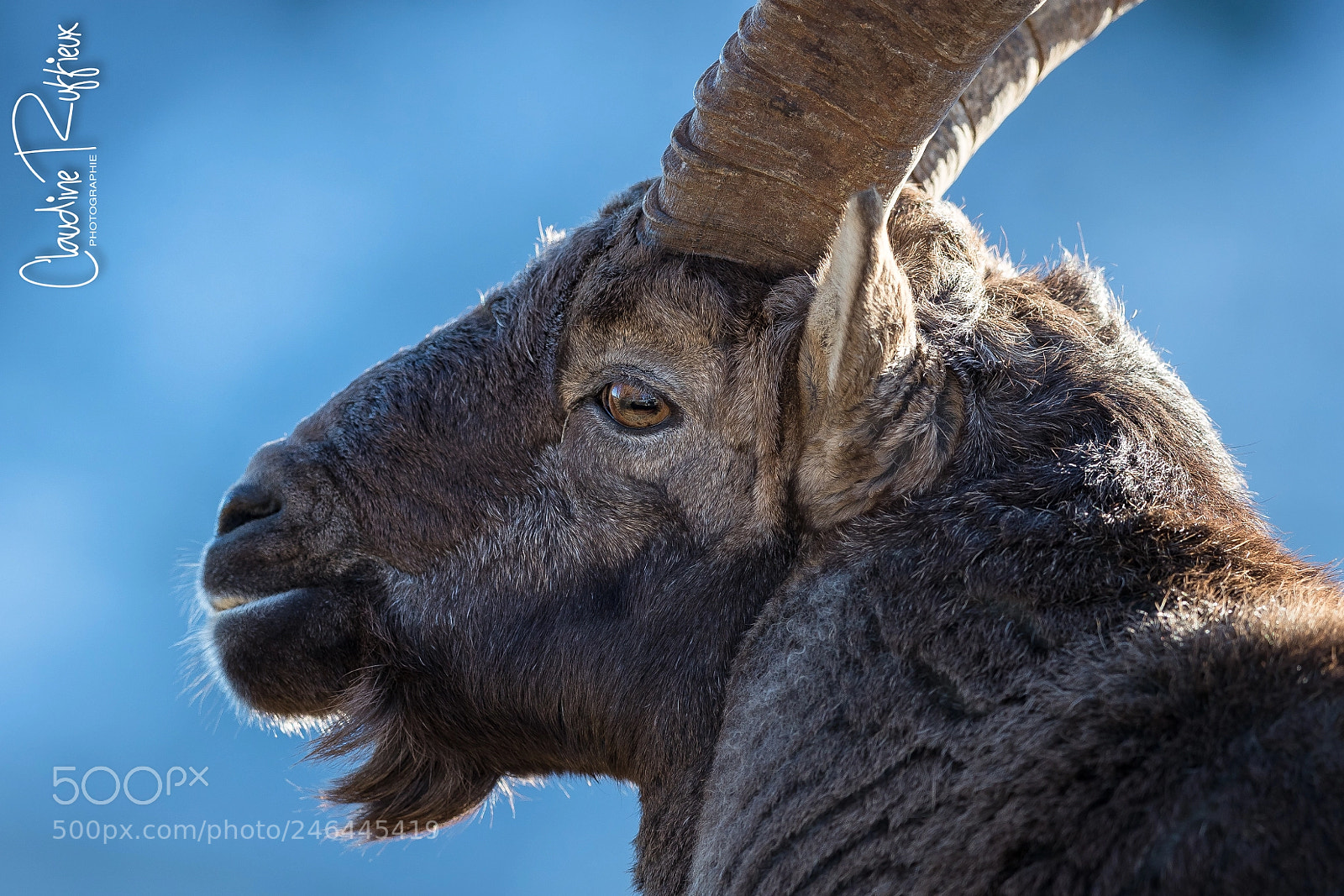 Canon EOS-1D X Mark II sample photo. Bouquetin photography