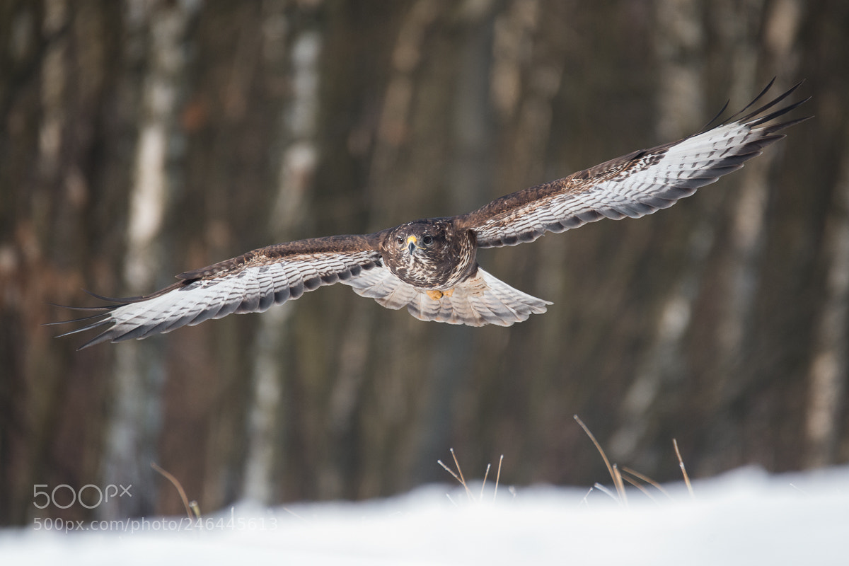 Nikon D4 sample photo. Like a plane photography