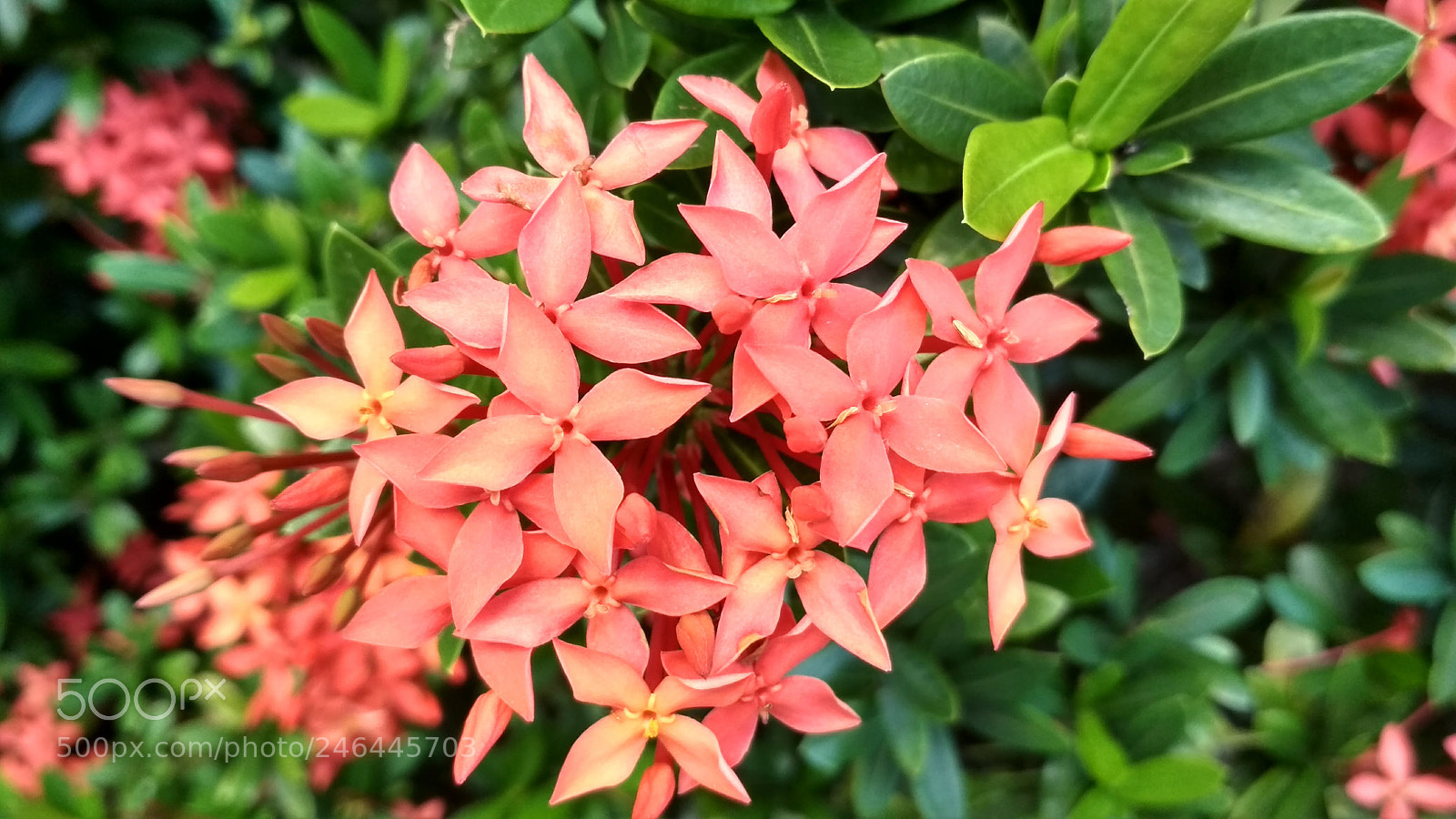 Xiaomi Redmi 4X sample photo. Flower 2018-2 photography