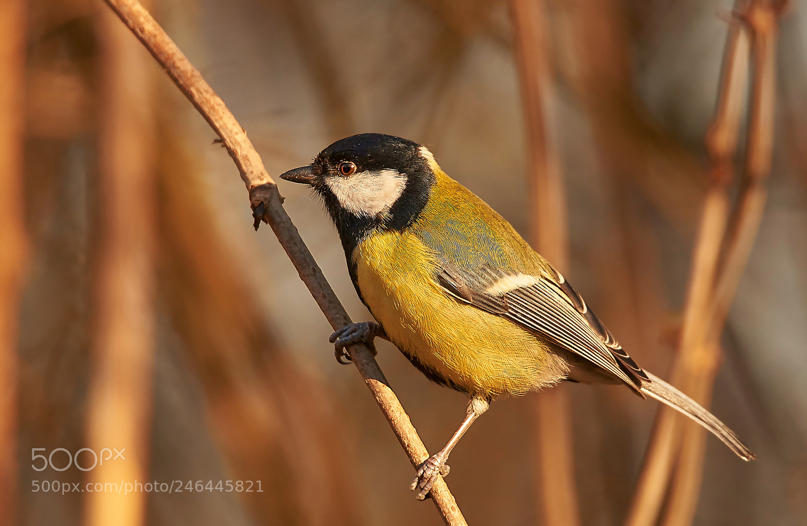 Sony SLT-A58 sample photo. Great tit photography