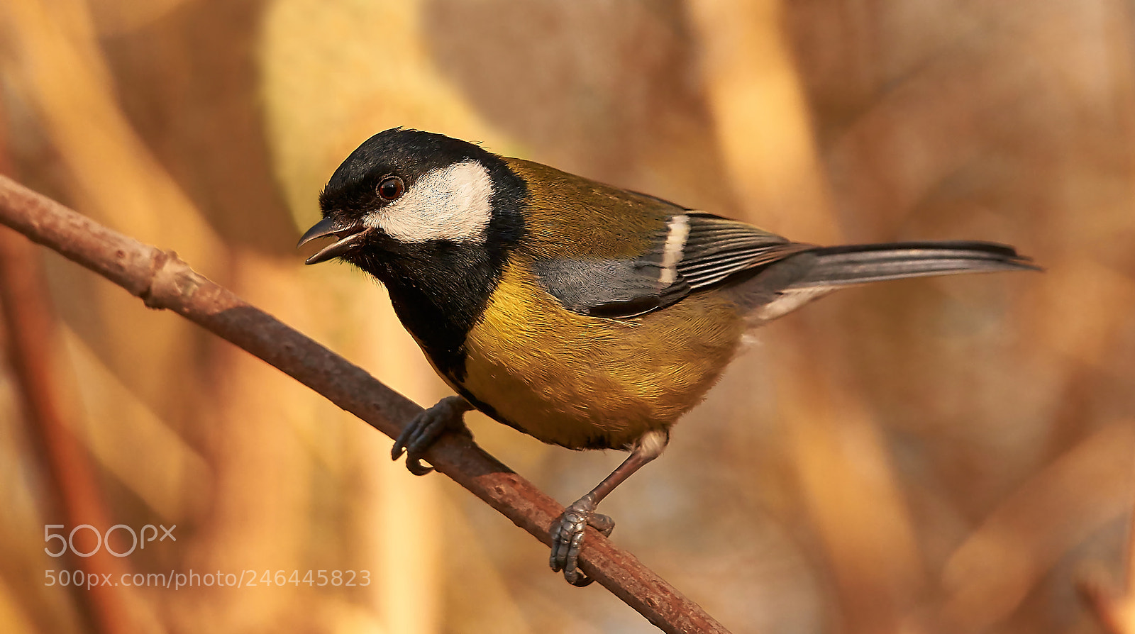 Sony SLT-A58 sample photo. Great tit photography